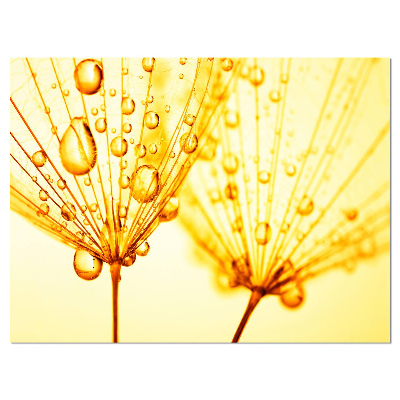 Designart - Dandelion Seeds with Water Drops - Floral Canvas Art Print